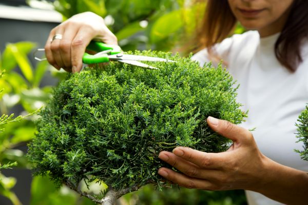 Juniper Shrub Pruning in Ponte Vedra Beach