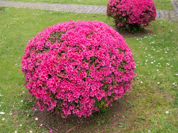 Rhododendron Pruning in Ponte Vedra Beach