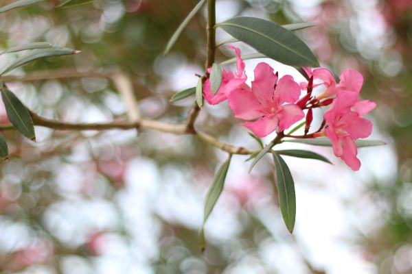 Oleander Removal in Ponte Vedra Beach