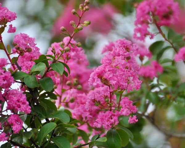 Crepe Myrtle Removal in Ponte Vedra Beach