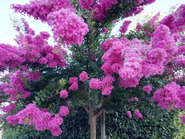 Crape Myrtle Pruning in Ponte Vedra Beach