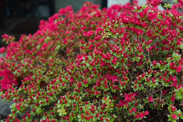 Cost of Weigela Removal Service in Ponte Vedra Beach