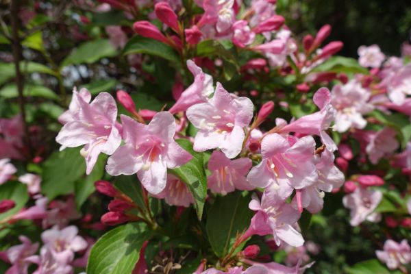Cost of Weigela Pruning Service in Ponte Vedra Beach
