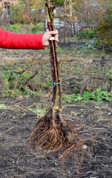 Shrub Root Removal in Ponte Vedra Beach