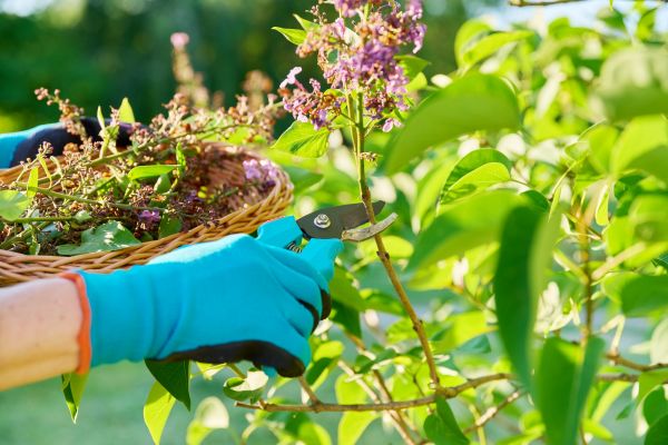 Cost of Lilac Trimming Service in Ponte Vedra Beach