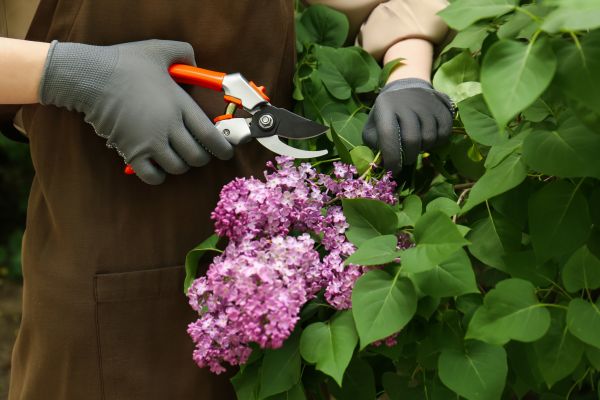 Cost of Lilac Pruning Service in Ponte Vedra Beach