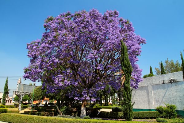 Jacaranda Pruning in Ponte Vedra Beach