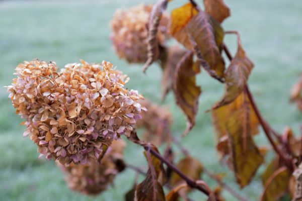 Cost of Hydrangea Removal in Ponte Vedra Beach
