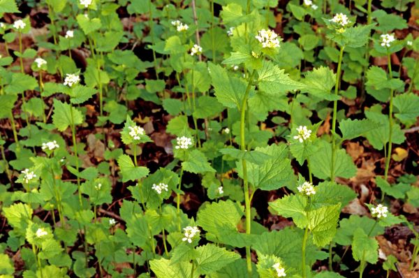 Garlic Mustard Removal in Ponte Vedra Beach