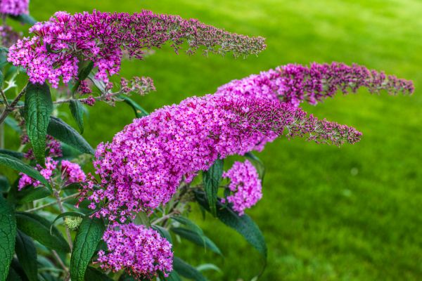 Butterfly Bush Removal in Ponte Vedra Beach
