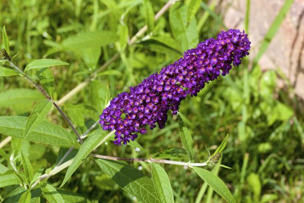 Butterfly Bush Pruning in Ponte Vedra Beach