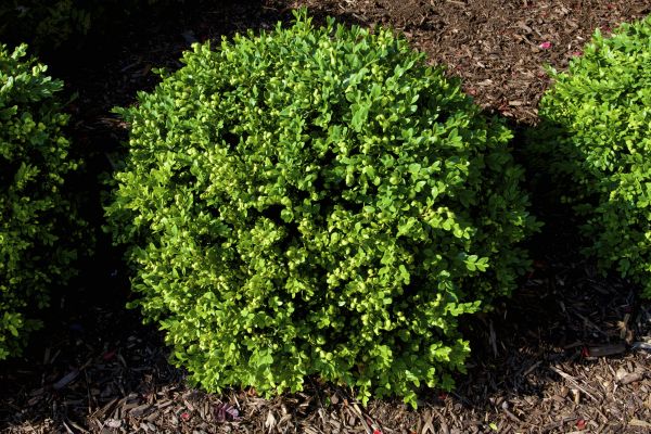 Boxwood Removal in Ponte Vedra Beach