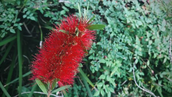 Bottlebrush Pruning in Ponte Vedra Beach