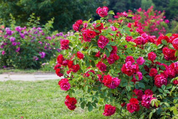 Shrub Trimming in Ponte Vedra Beach