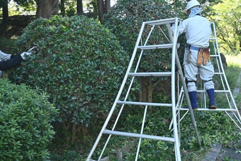 Laurel Hedge Removal