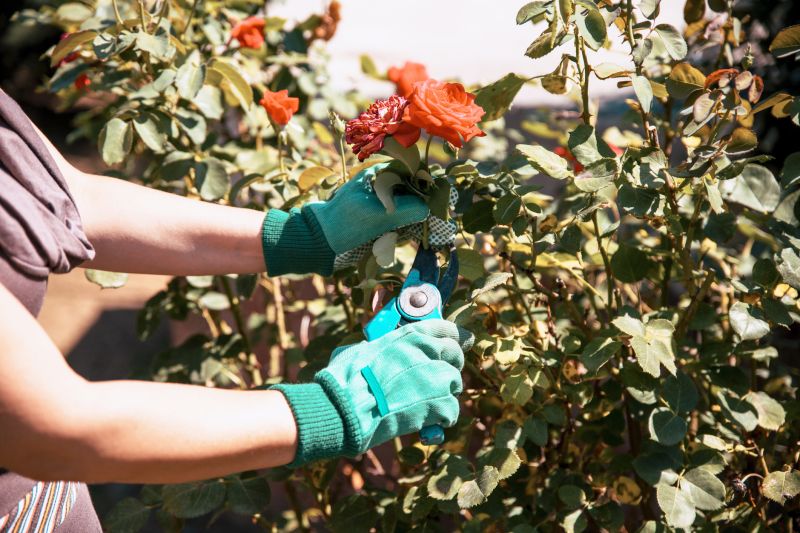 Blooming Shrubs Post-Flowering
