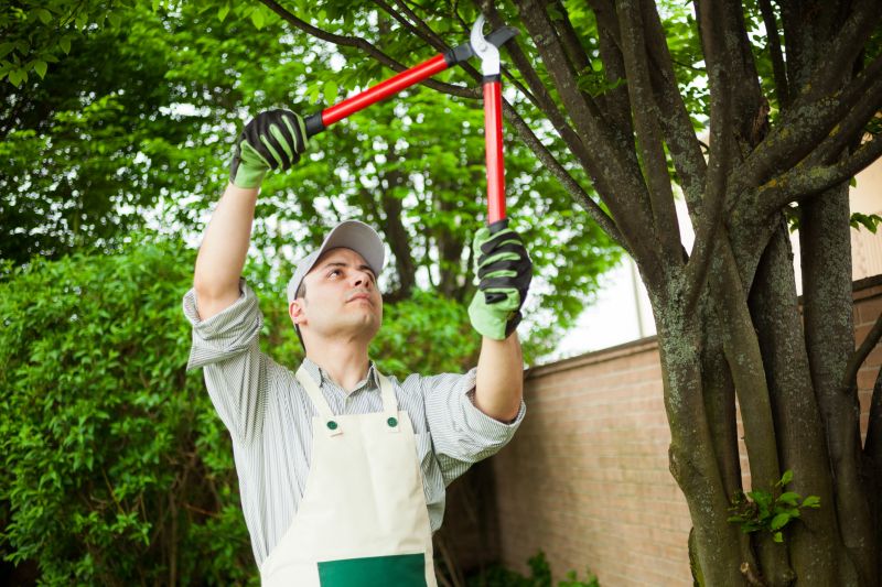 Specialized Tree Care Services